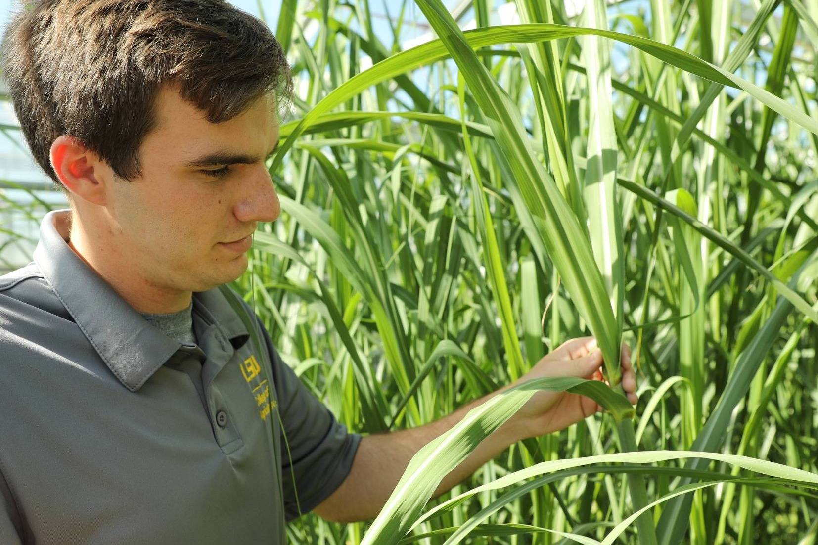 student looks at sugarcane