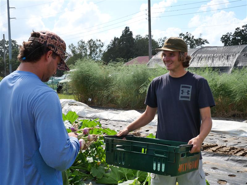 Students Harvesting Vegetables 