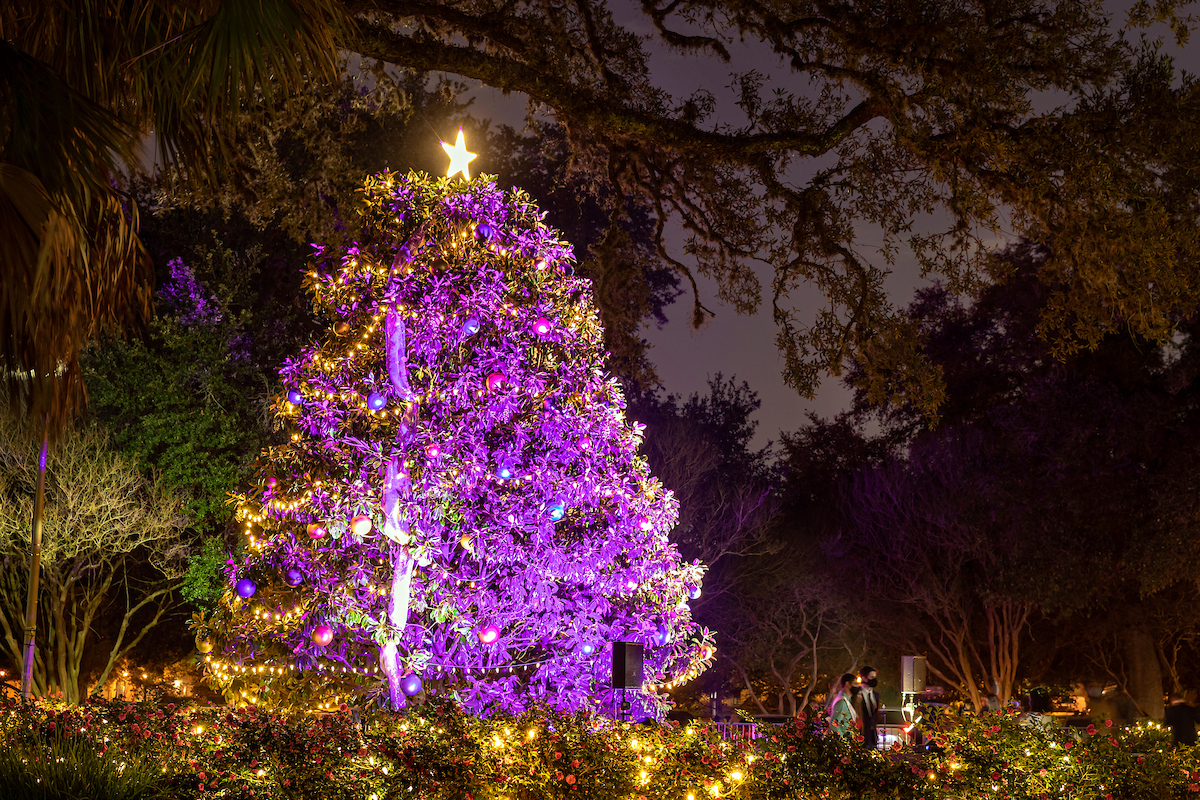 Purple holiday tree on LSU campus