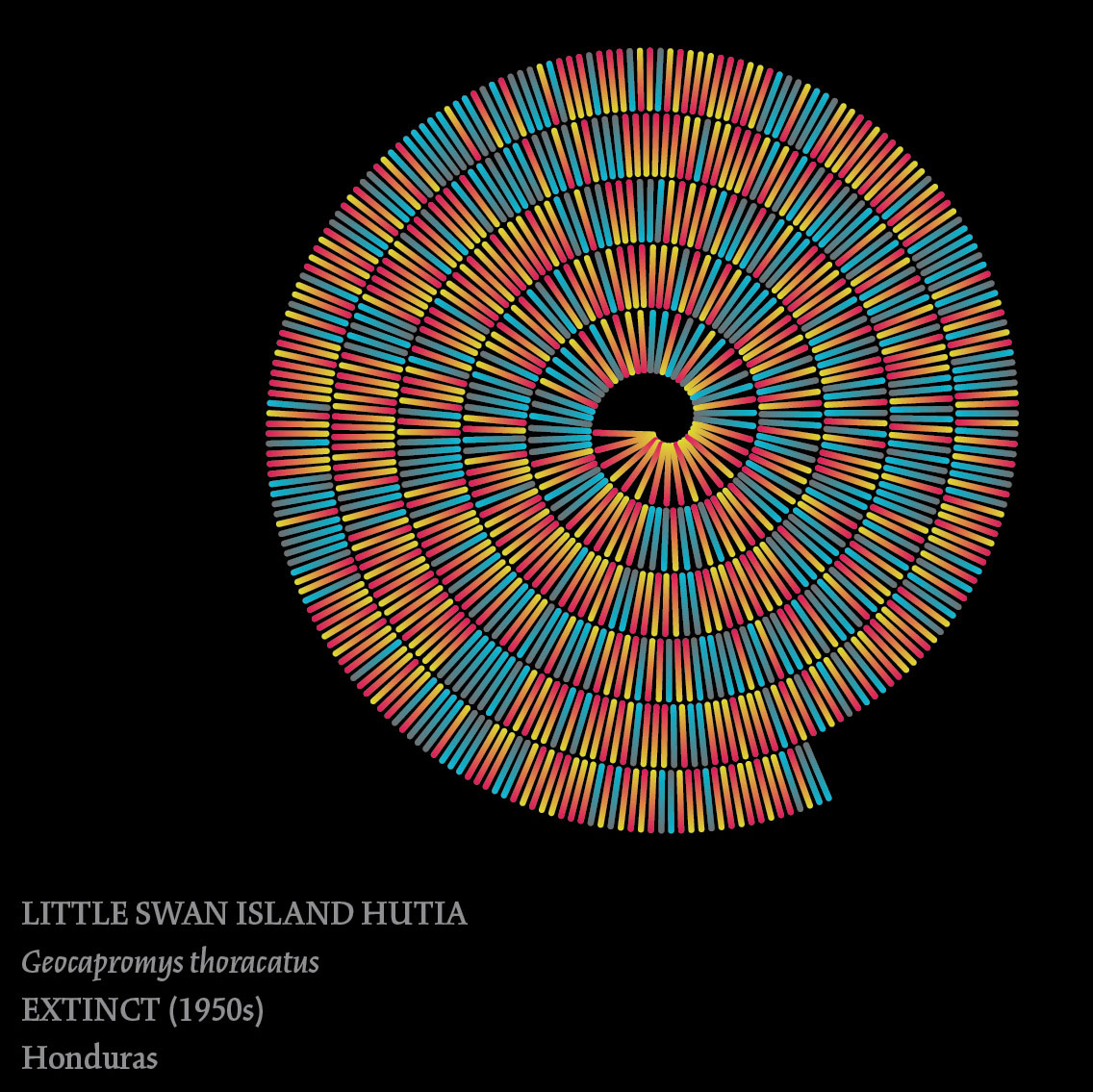 Color-coded representation of the extinct (1950s) Little Swan Island hutia from Hunduras