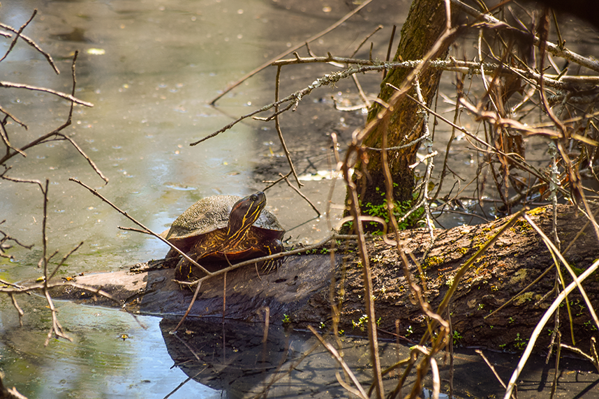 turtle in a pond