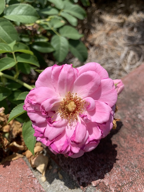 pink rose