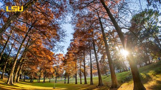 Autumn in the Enchanged Forest