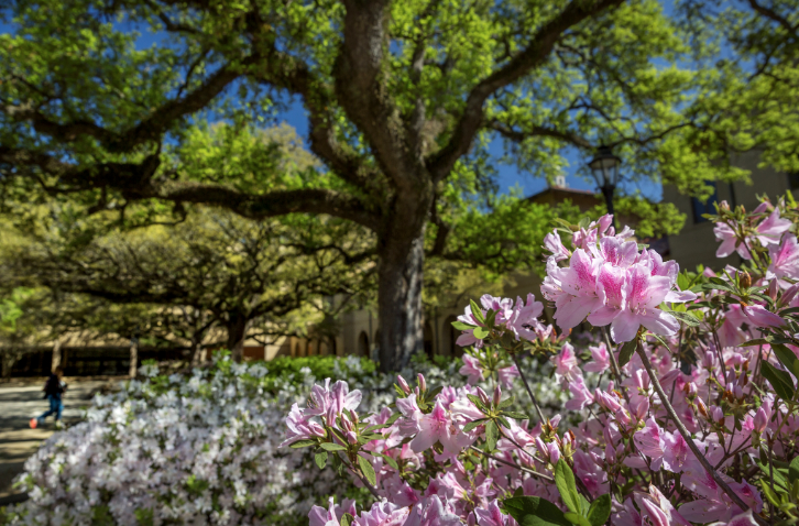 azaleas on campus