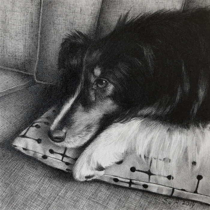 Couch Potato pencil drawing of a dog